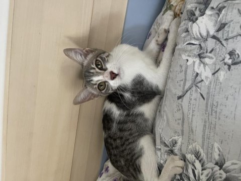 Yeni yuva aranıyor kedimize