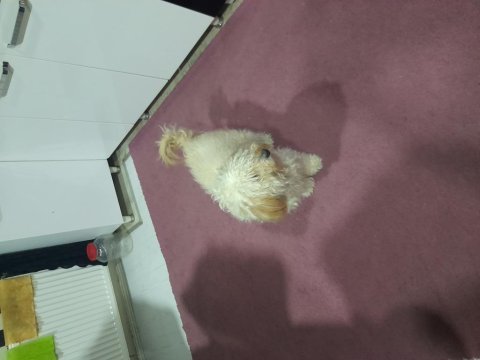 Köpeğimizin akıllı tuvalet eğitimi var