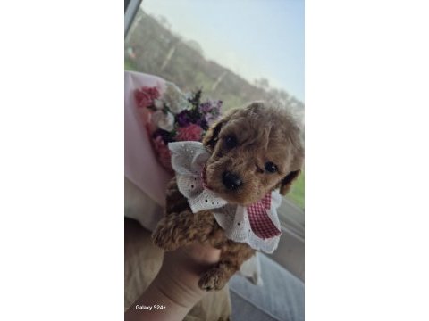 Dişi toy poodle