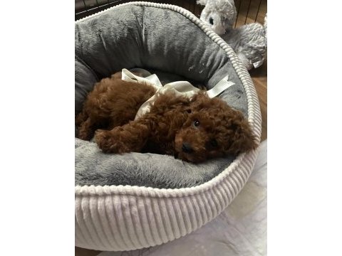 Toy poodle puppy