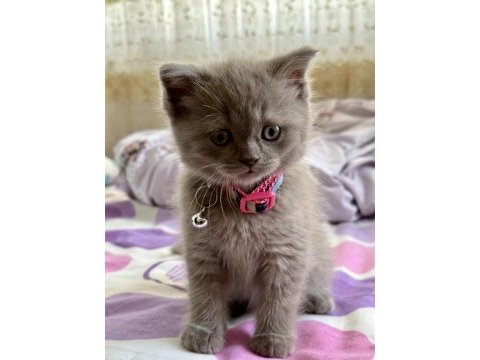 Sevimli ve oyuncu lilac dişi british shorthair