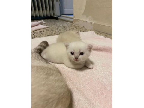 Erkek british shorthair