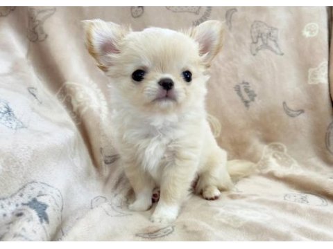 Irkının en iyi köpeğine sahip olmak isteyenler için