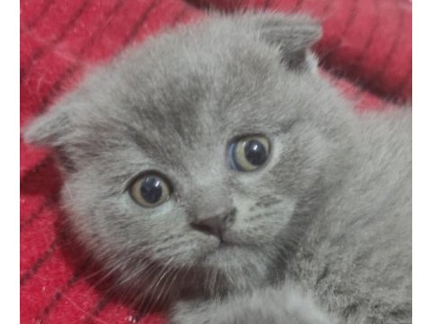 British shorthair kedimiz