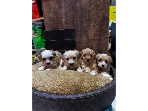 Maltipoo yavrularımız teslime hazır