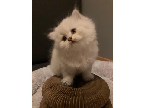 British longhair kedisi