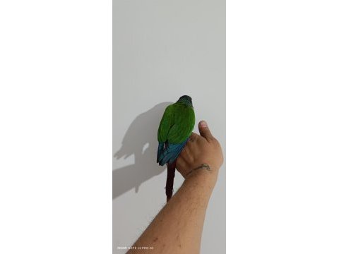 Ele kola alışkın konur papağanı