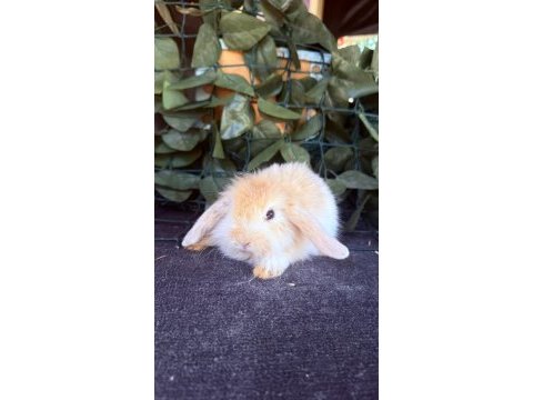 Safkan hollanda teddy lop tavşanları