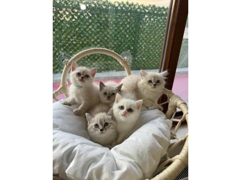 Koca kafa aşılı bebek british shorthair yavrularım
