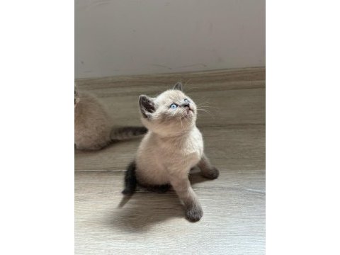 Birbirinden güzel scottish fold bebeklerimiz
