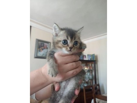En tatlı ve şeker british shorthair kedime yuva