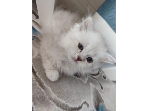 2 aylık british longhair yuvasını arıyor