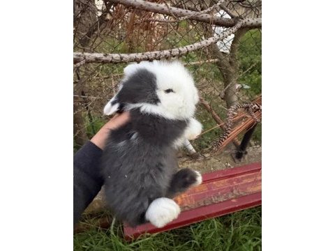 1 aylık hollanda lop tavşanı