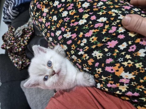 Silver point 36 günlük british shorthair erkek