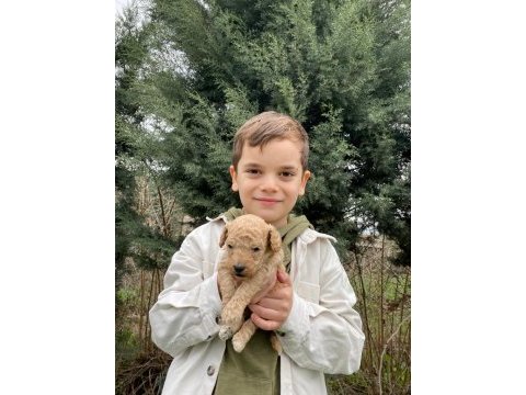 Toy poodle yavrular