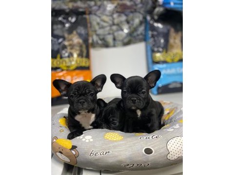 Kalite french bulldog