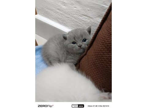 British blue point safkan ayı surat