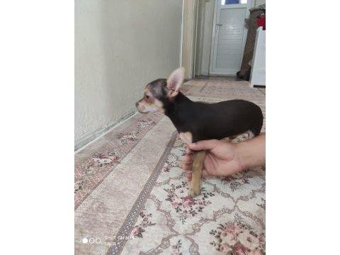 6 aylık mükemmoel anotomi şivava