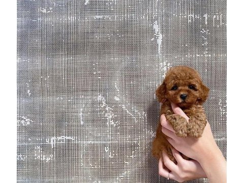 Toy poodle yavruları