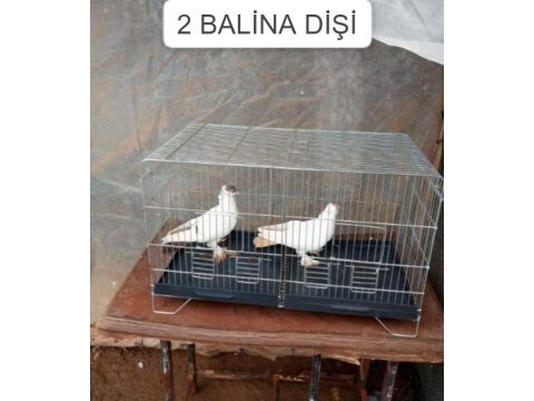 2 balina dişi