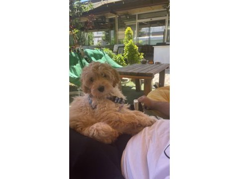 3 aylık maltipoo