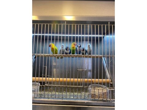 Bebek cennet papağanları şimdi stoklarımızda