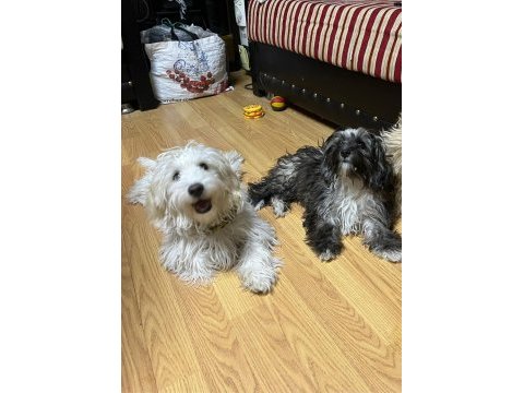 Terrier poodle kırması yavrular