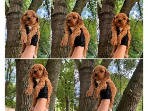 Maltipoo dişi erkek 