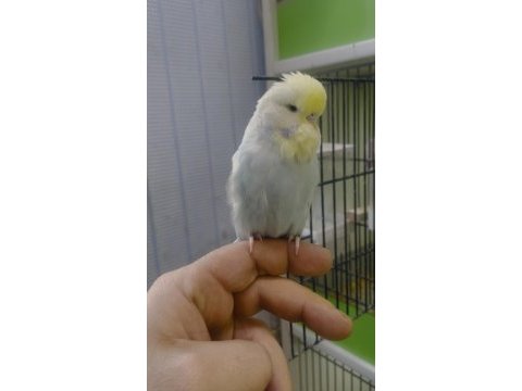 Show jumbo muhabbet kuşlar