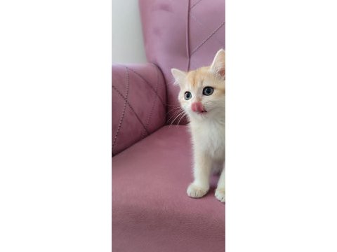 Bri golden bir dışı iki erkek