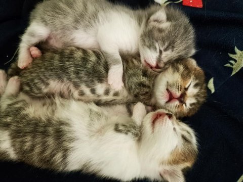 British shorthair aşk bebekler