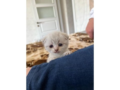 Scottish fold british kediler