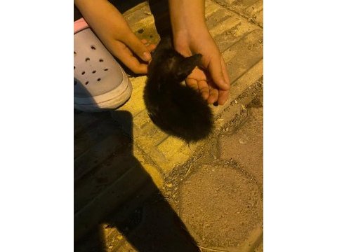 Yeni doğmuş yavru kedimiz
