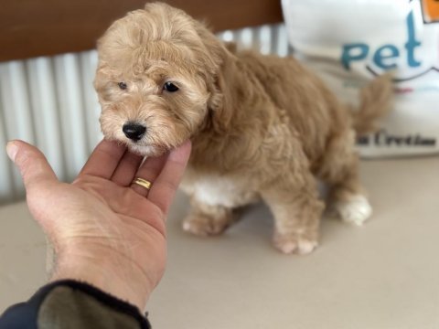 Petmode köpek çiftliğinden maltipoo yavrularımız