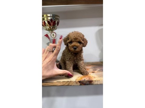 Orjinal toy poodle yavrularımız 