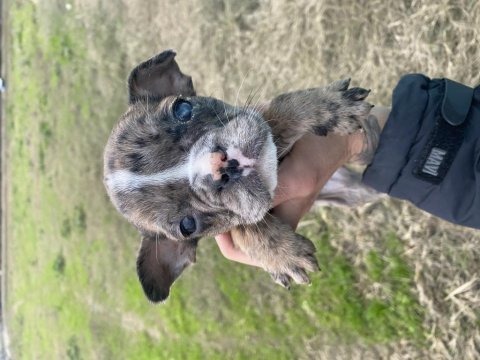 French renkli gözlü french bulldog