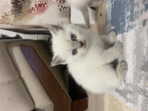 Scottish fold yavrularımız yeni yuvasını arıyor