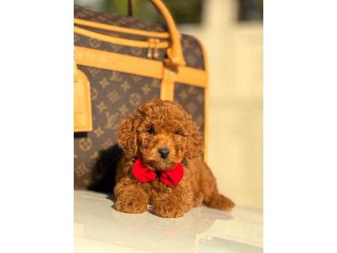 Çiftlikten poodle yavrularımız dişi ve erkek