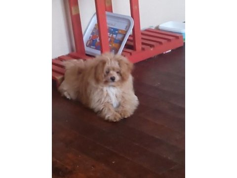 Pomapoo bebekler