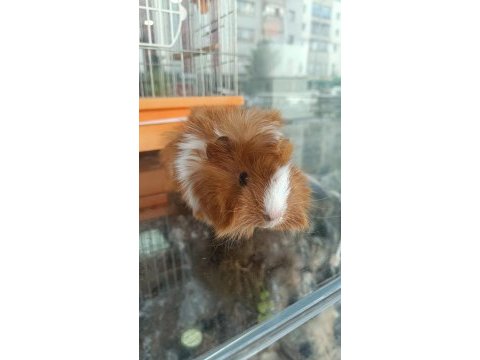 Guinea pigler