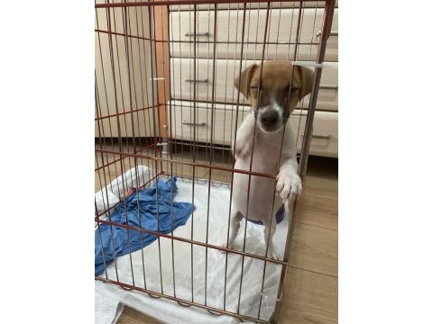 Jack russell 2,5 aylık