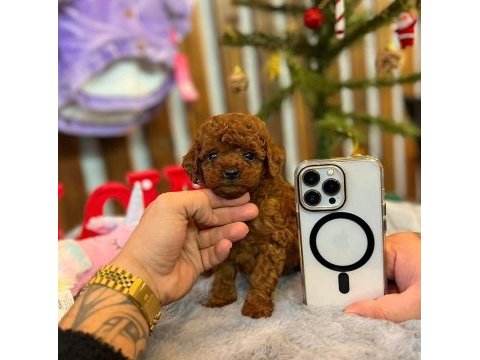 Toy poodle bebekleri