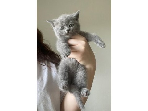British shorthair yavru