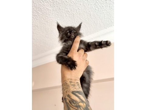 Safkan black smoke blue smoke black red solid maine coon