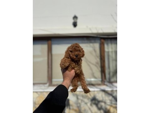 Toy poodle yavrular