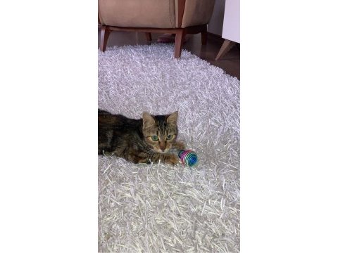 Güzel kızımız mia tekir