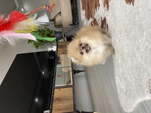 Teddy face mini boy kusursuz güzellikte pomeranian boo