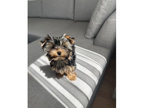 Ev doğumlu micro teacup boy yorkshire terrier