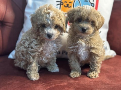 Petmode köpek çiftliğinden maltipoo yavrular