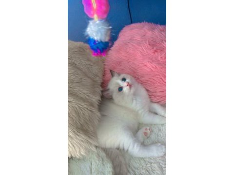 Anne altından safkan ragdoll yavru kediler